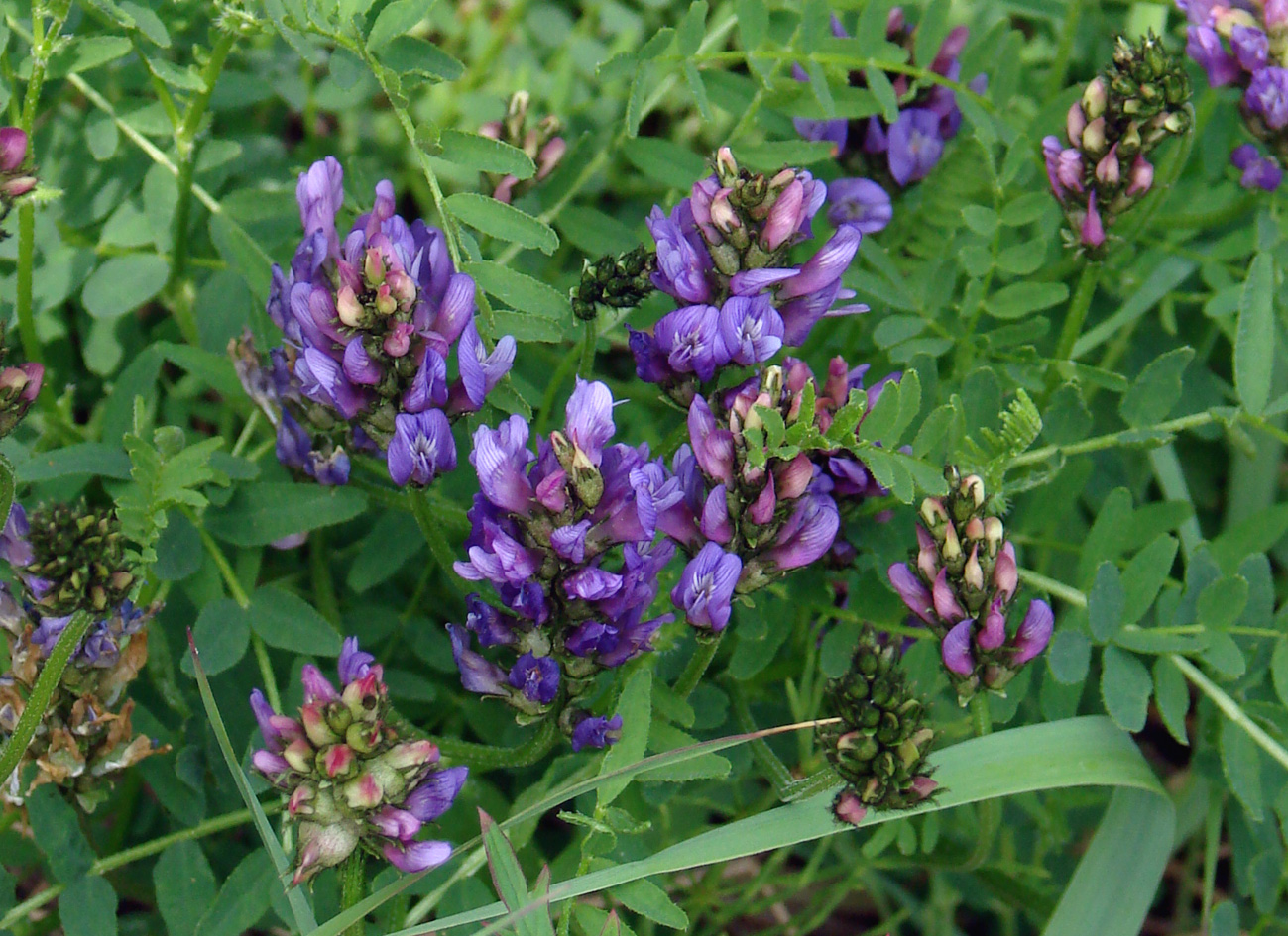 Изображение особи Astragalus danicus.