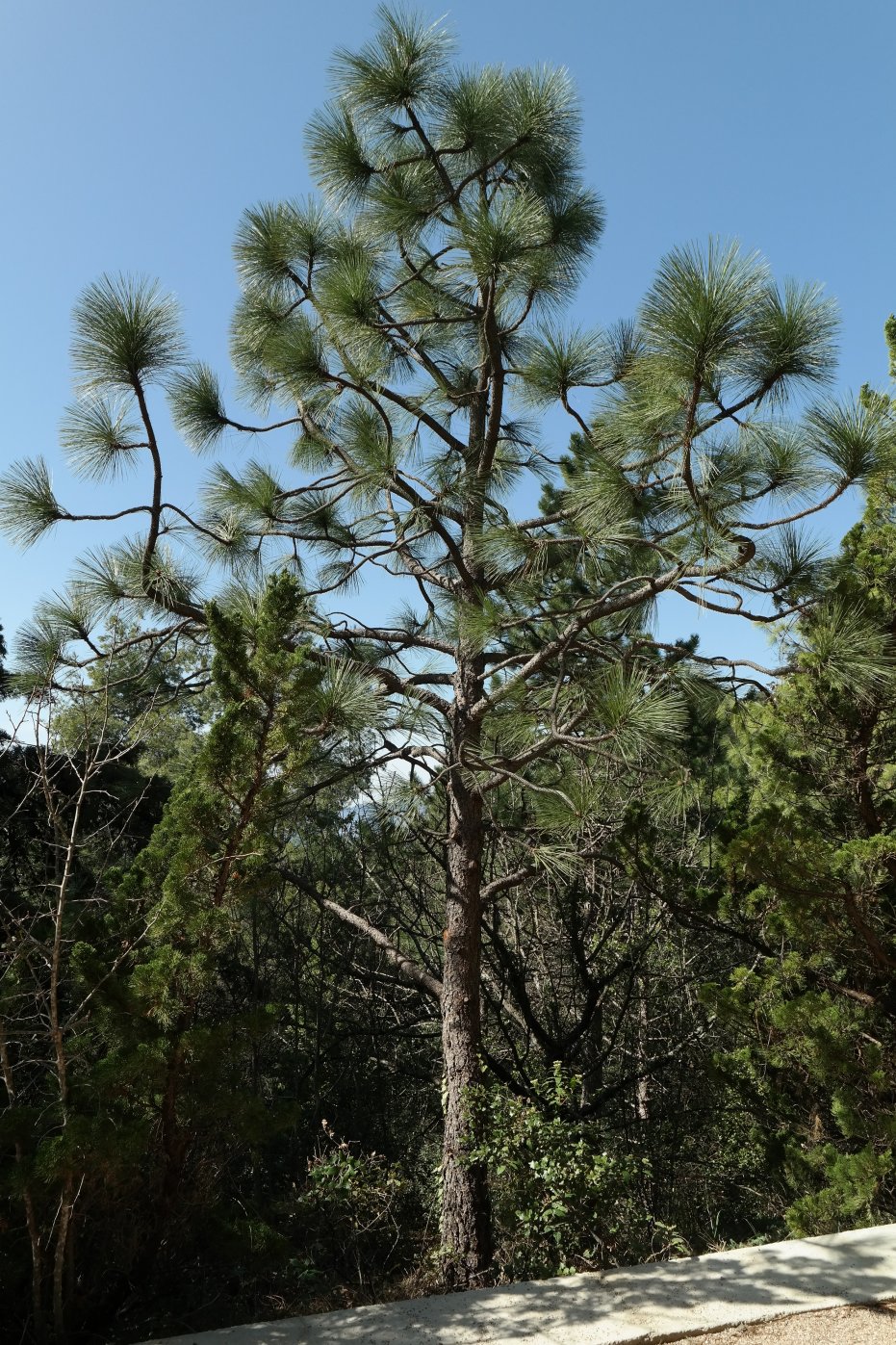 Изображение особи Pinus coulteri.