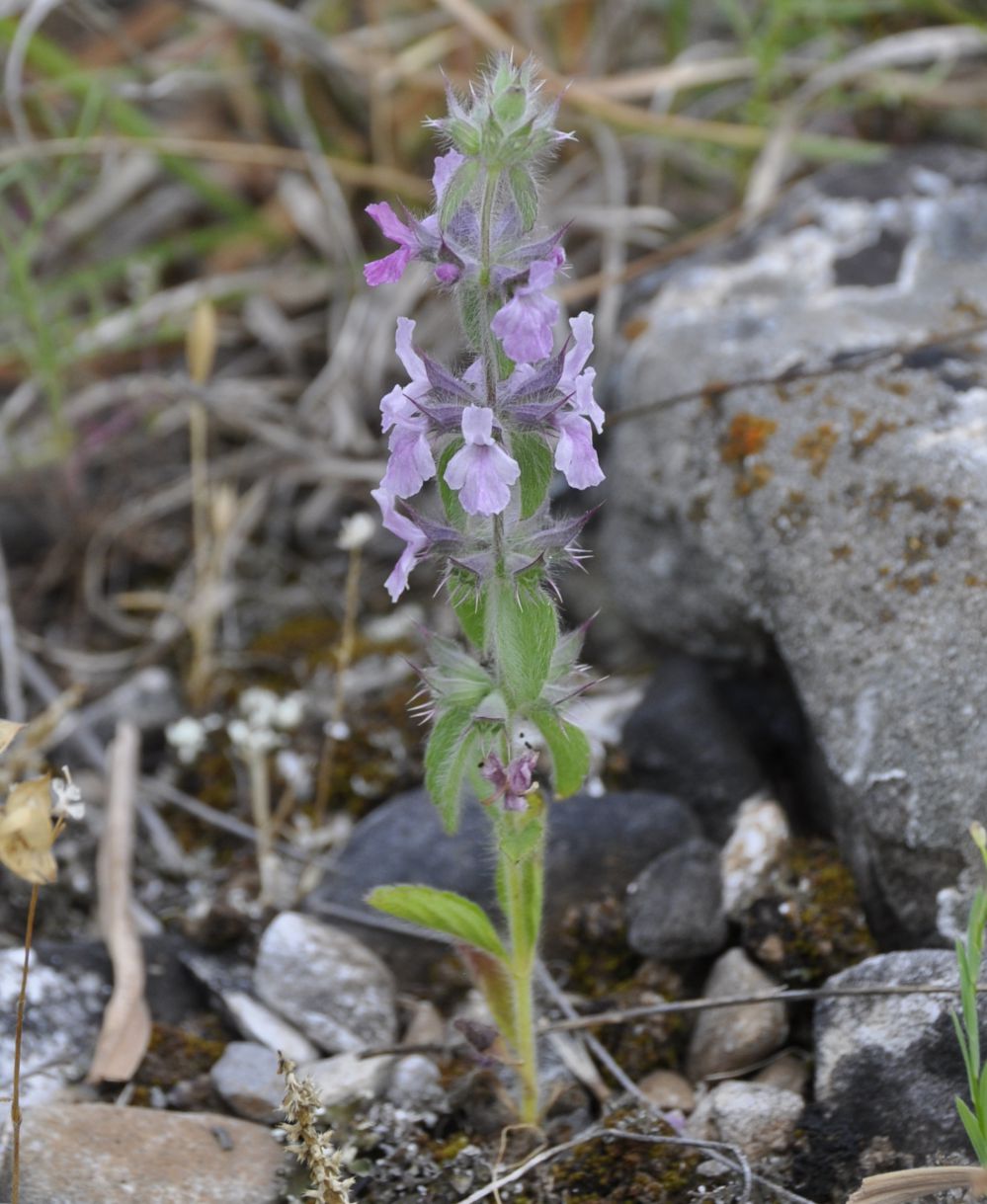 Image of Sideritis romana ssp. purpurea specimen.