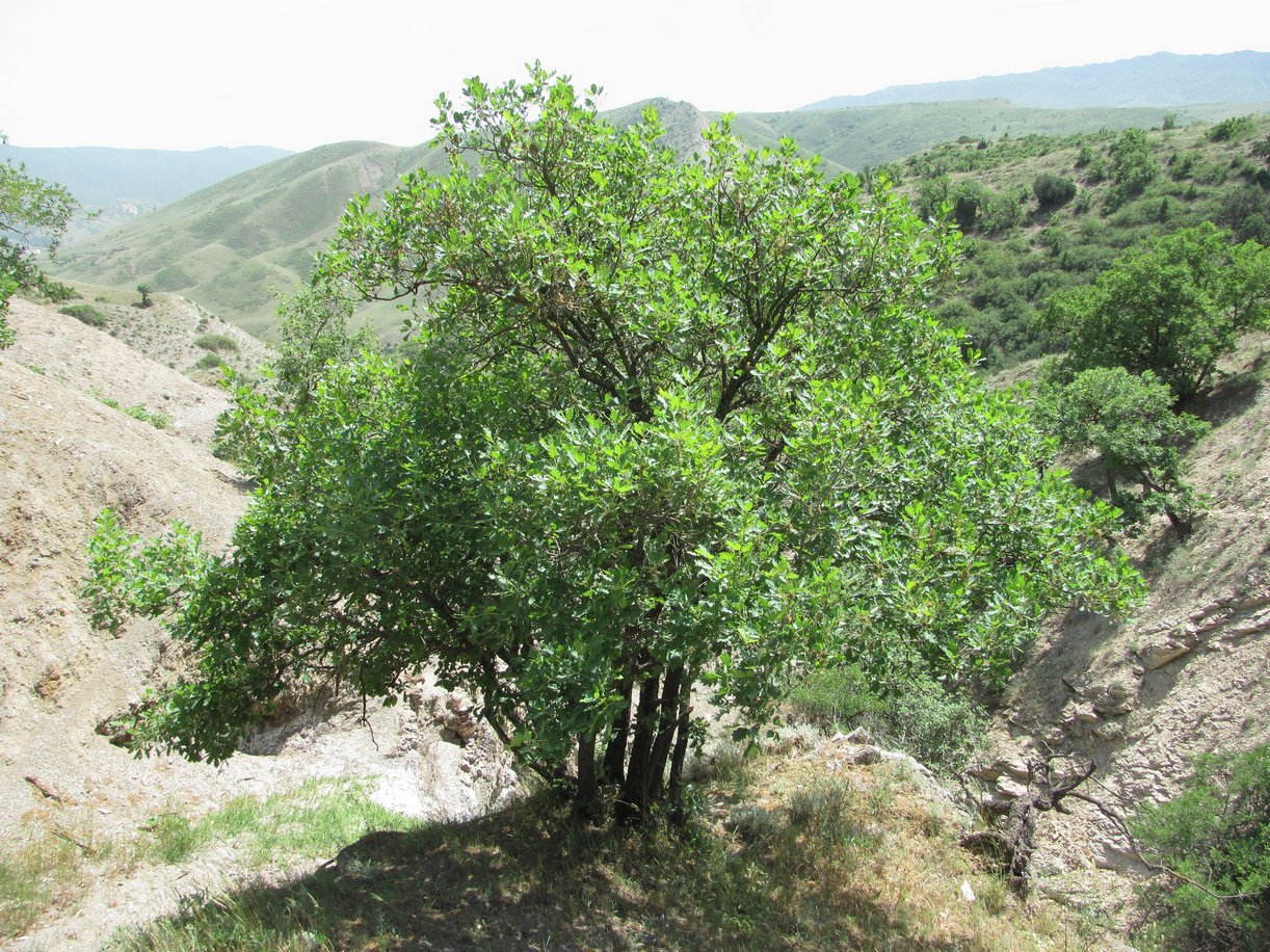 Изображение особи Quercus pubescens.