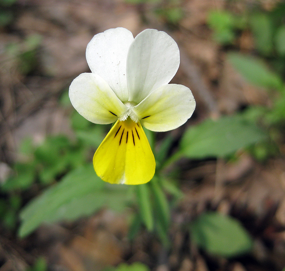 Image of Viola tricolor specimen.