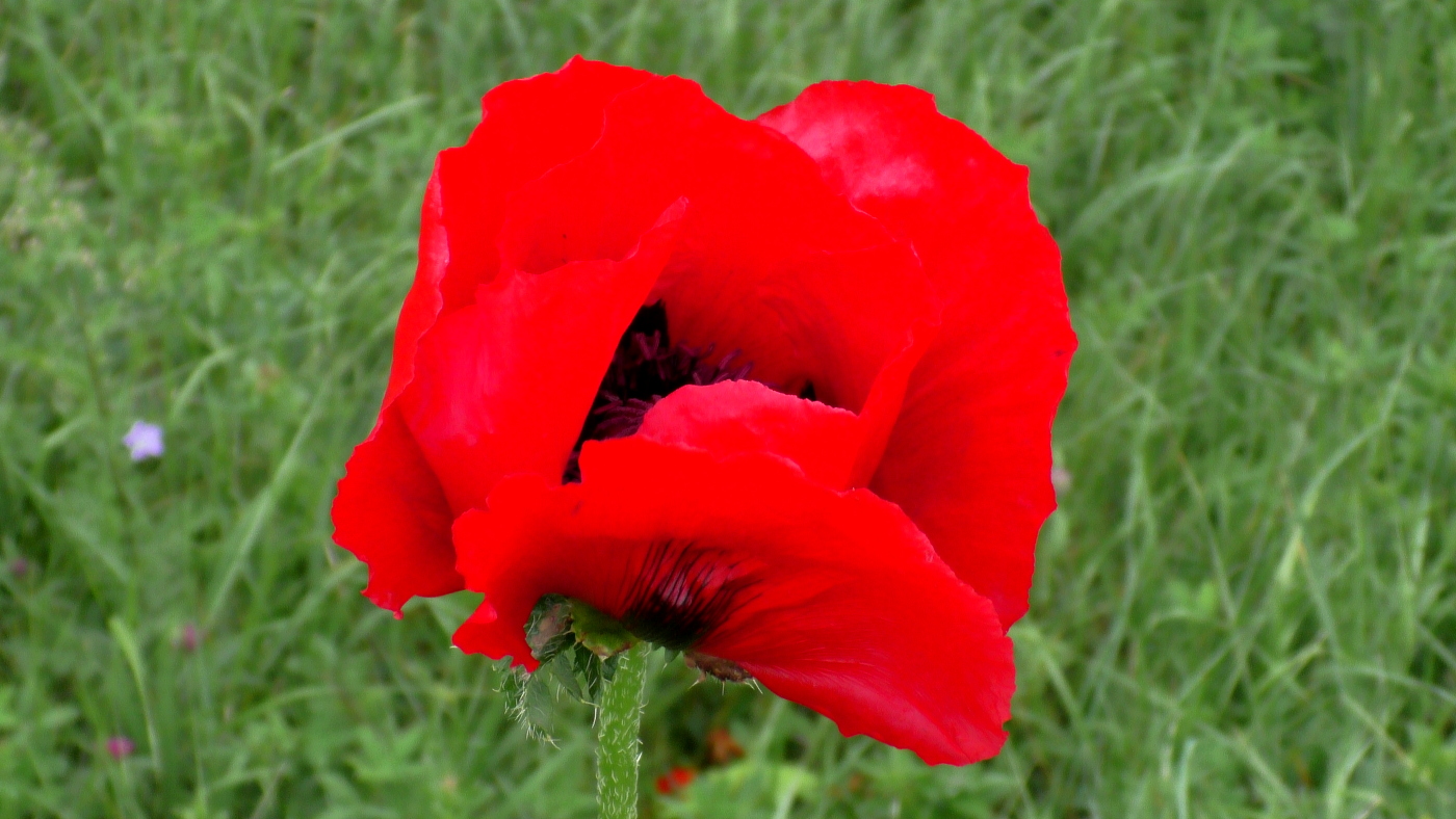 Image of Papaver bracteatum specimen.