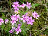 Phlox subulata