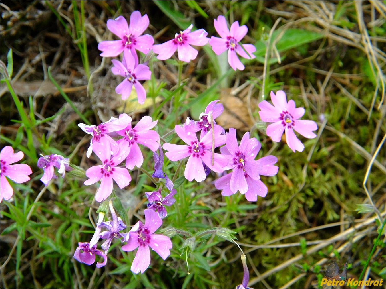 Изображение особи Phlox subulata.