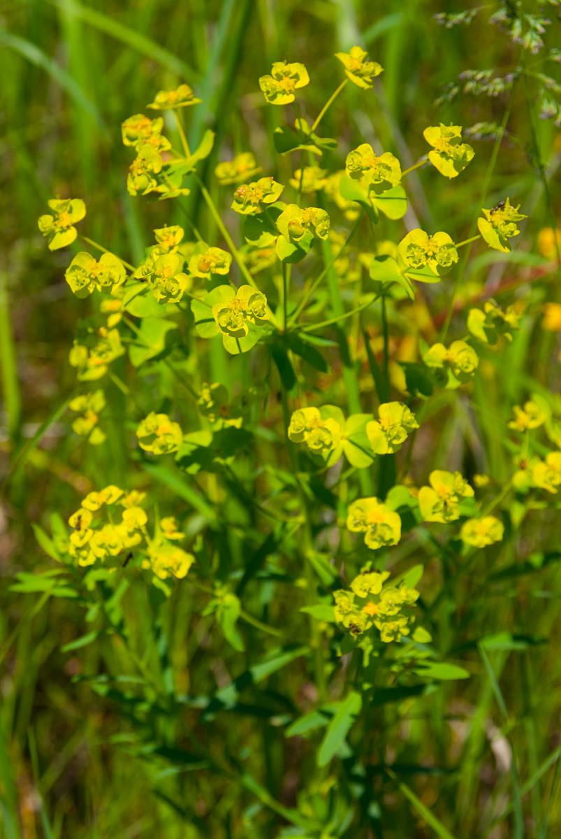 Изображение особи Euphorbia virgata.