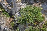 Potentilla nivea