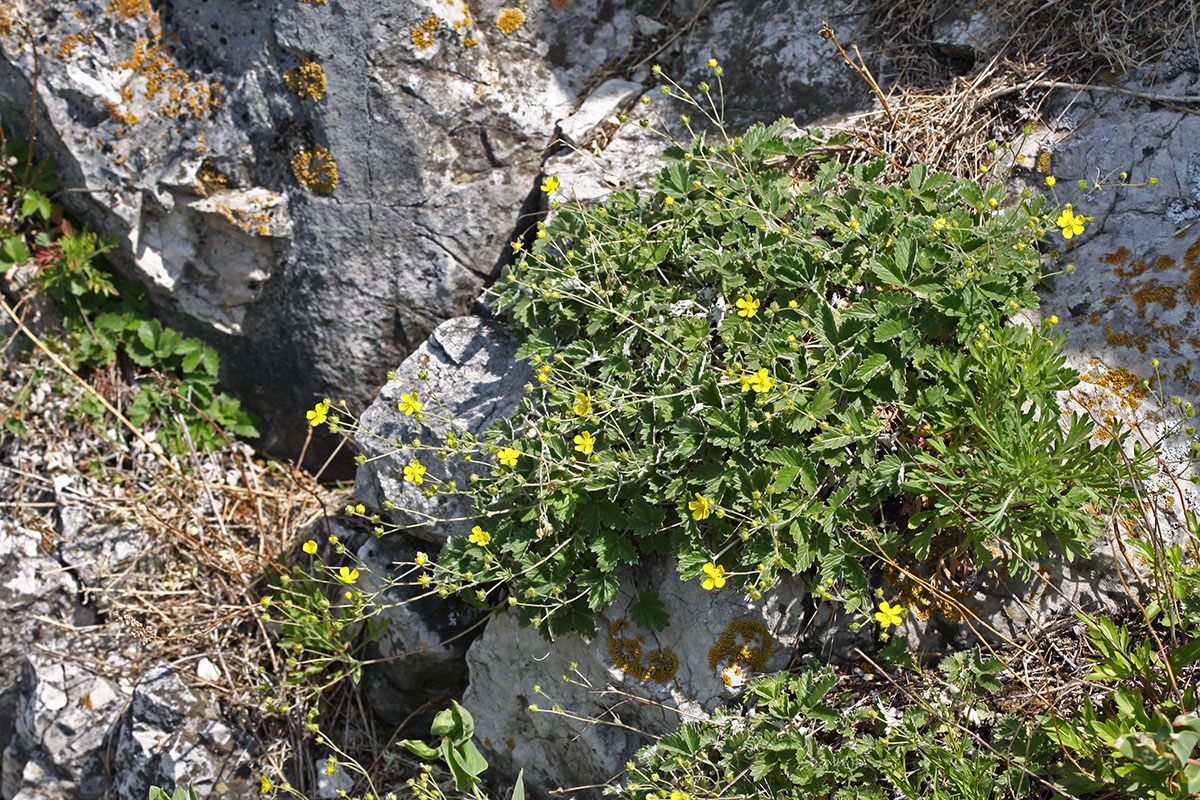 Изображение особи Potentilla nivea.