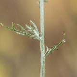 Image of taxon representative. Author is Илья Михеев