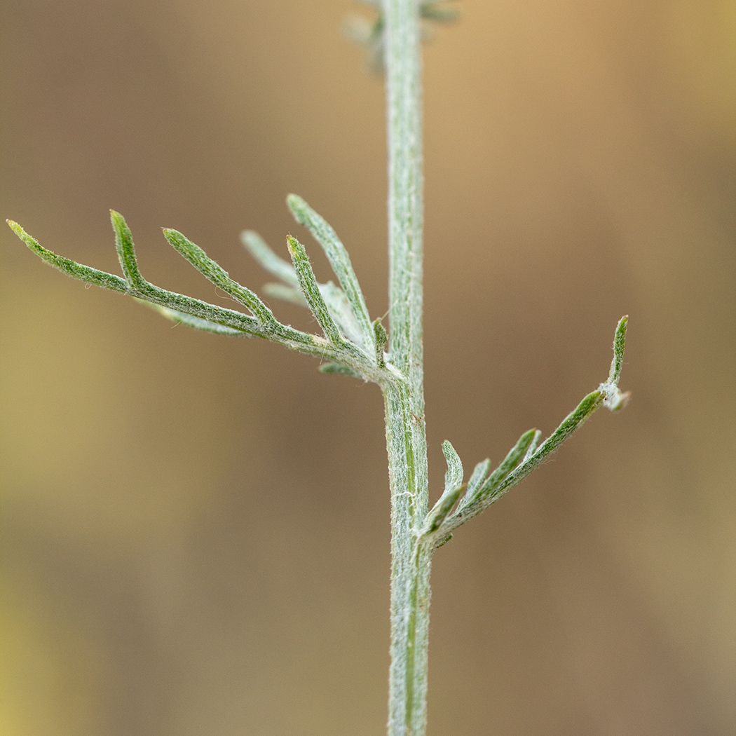 Изображение особи Centaurea borysthenica.