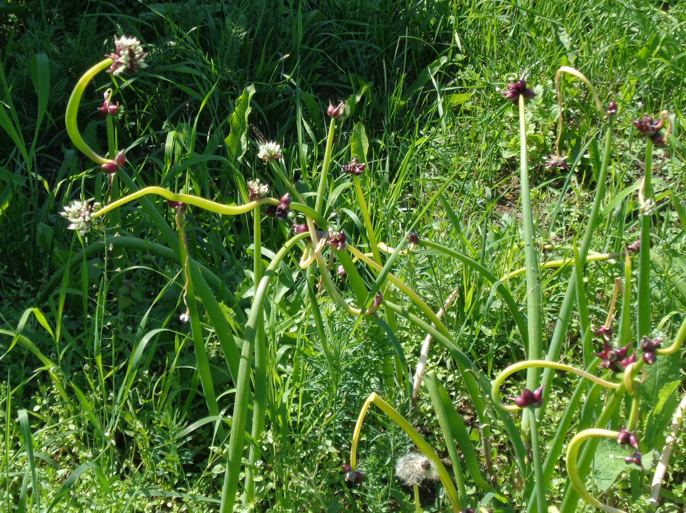 Image of Allium &times; proliferum specimen.