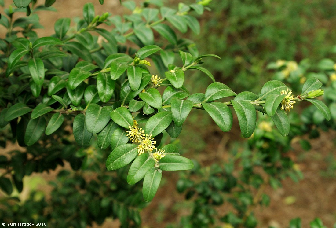 Image of Buxus hyrcana specimen.