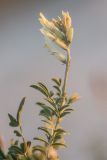 Astragalus albicaulis