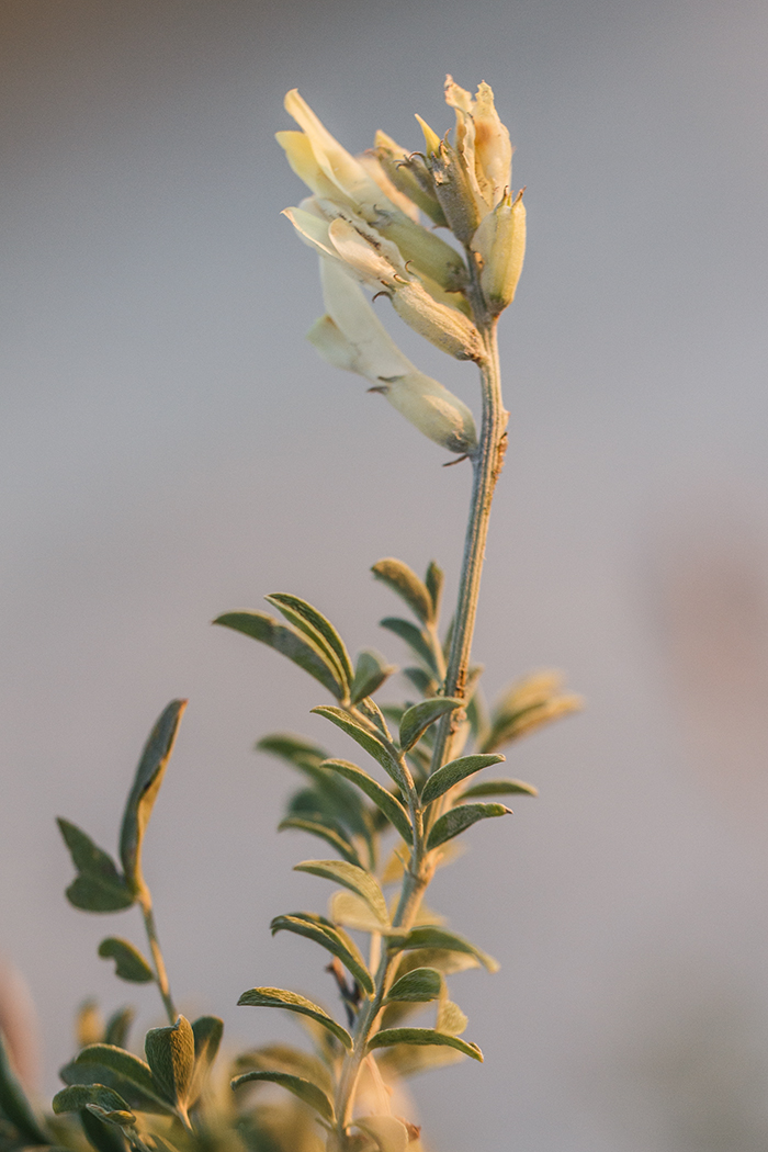 Image of Astragalus albicaulis specimen.