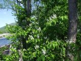 Padus avium. Часть кроны цветущего растения среди Chosenia arbutifolia. Магаданская обл., Ольский р-н, окр. пос. Армань, низовья р. Армань, приток р. Хасын перед впадением, ивово-чозениевый пойменный лес, над рекой. 23.06.2018.