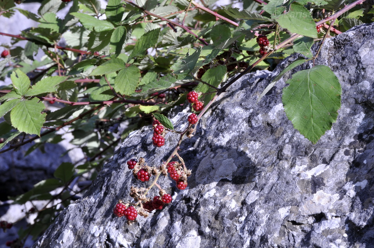 Изображение особи Rubus tauricus.