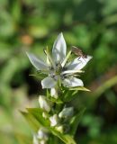 Swertia iberica