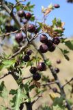 Crataegus songarica