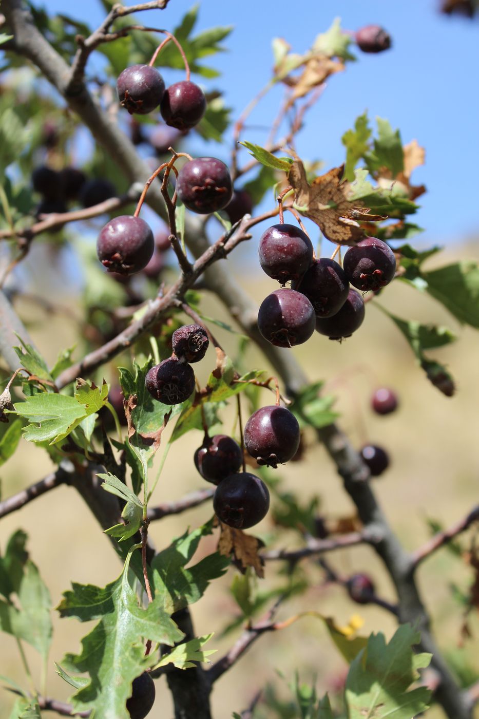 Image of Crataegus songarica specimen.