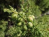 Juniperus phoenicea