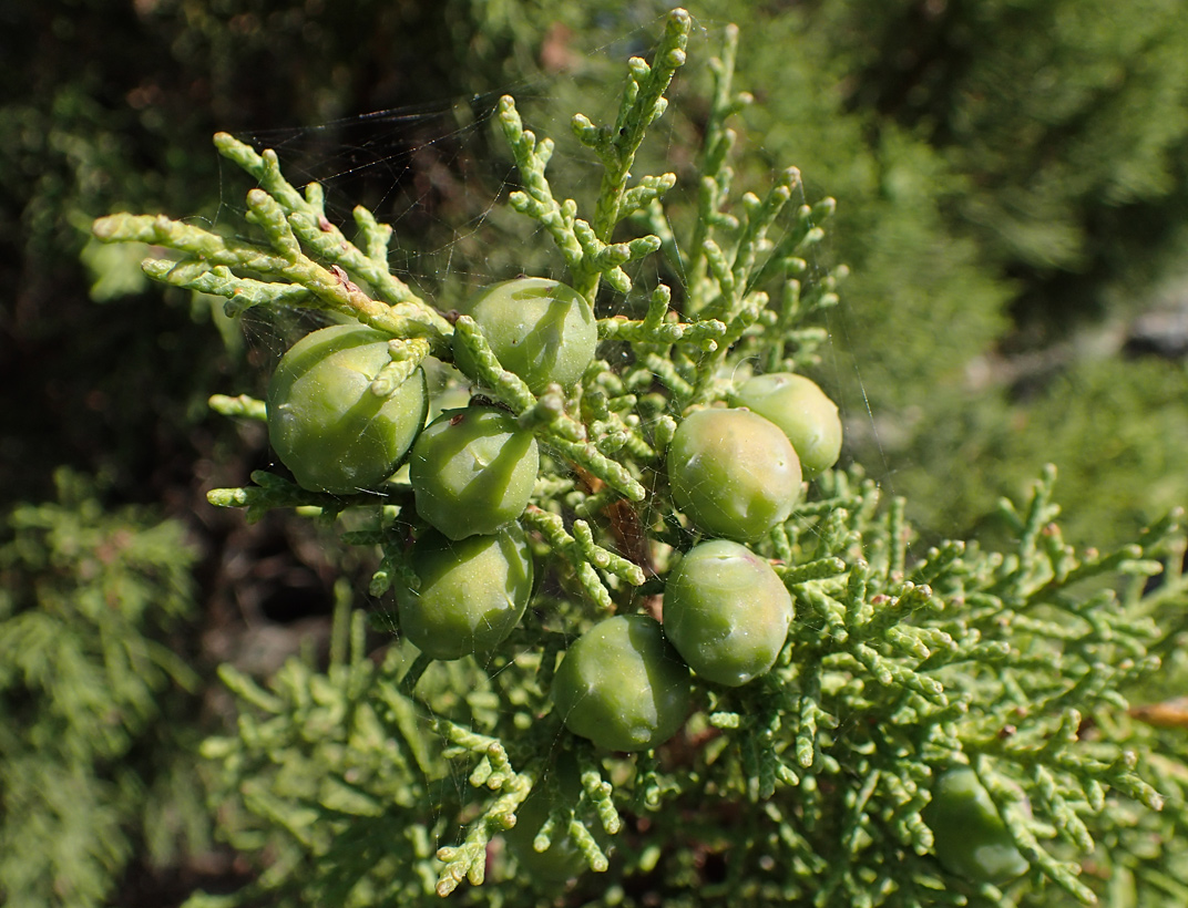 Изображение особи Juniperus phoenicea.