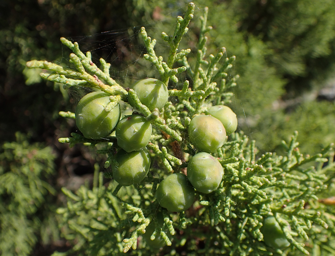 Image of Juniperus phoenicea specimen.