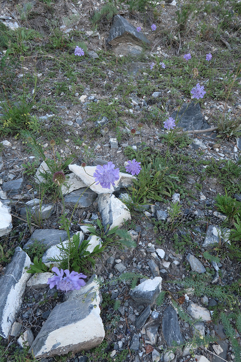 Изображение особи Scabiosa comosa.