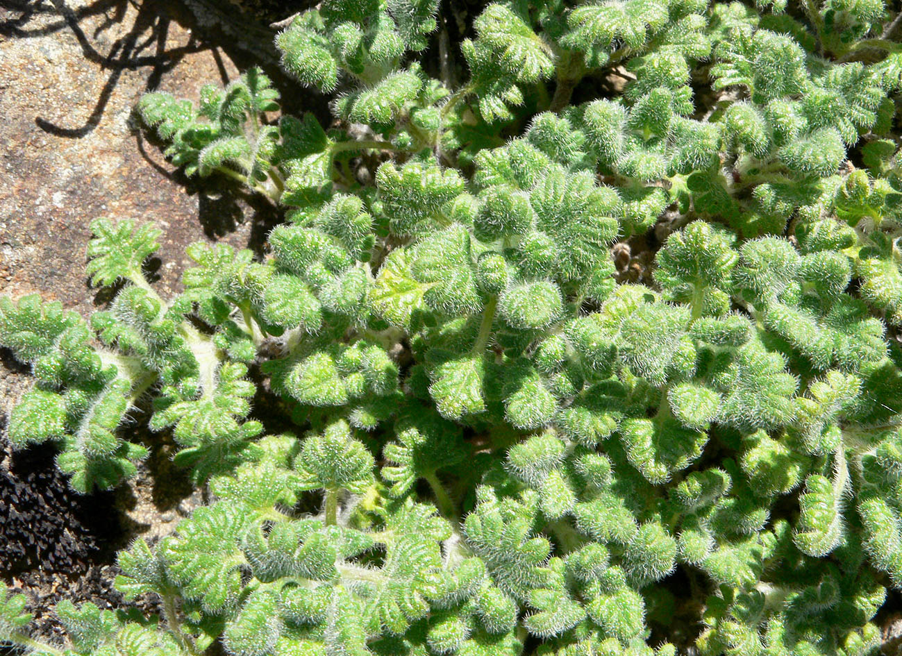 Image of Dracocephalum palmatum specimen.