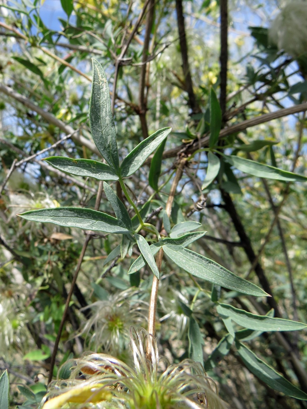 Изображение особи Clematis orientalis.