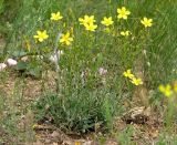 Linum czernjajevii. Цветущее растение в петрофитной степи. Украина, Донецкая обл., Новоазовский р-н, севернее пос. Безыменное, балка Безыменная. 06.06.2010.