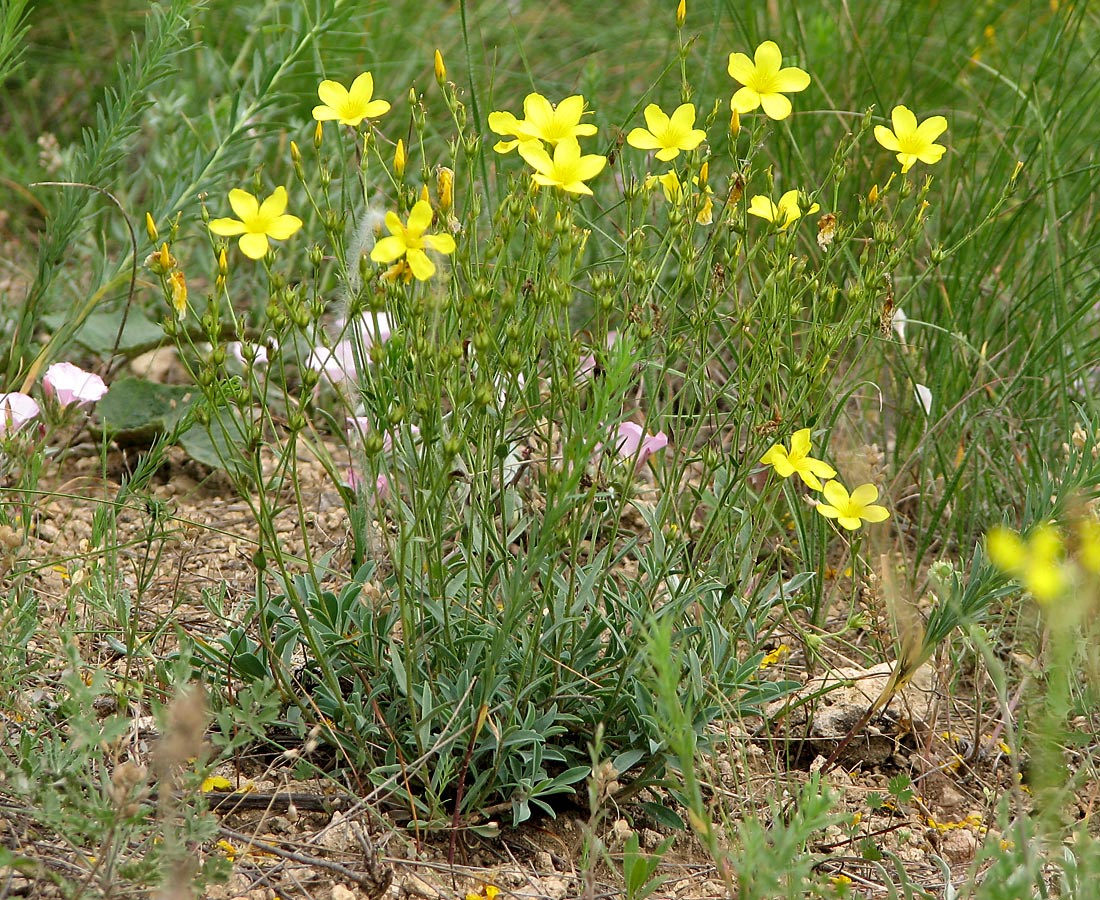 Image of Linum czernjajevii specimen.