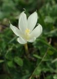 Crocus vallicola