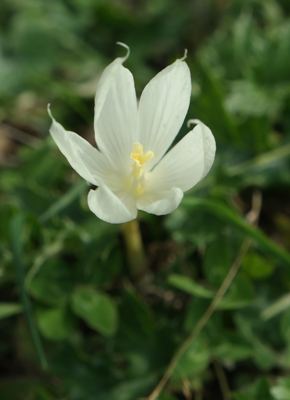 Image of Crocus vallicola specimen.