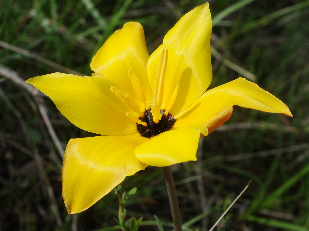 Image of Tulipa zenaidae specimen.