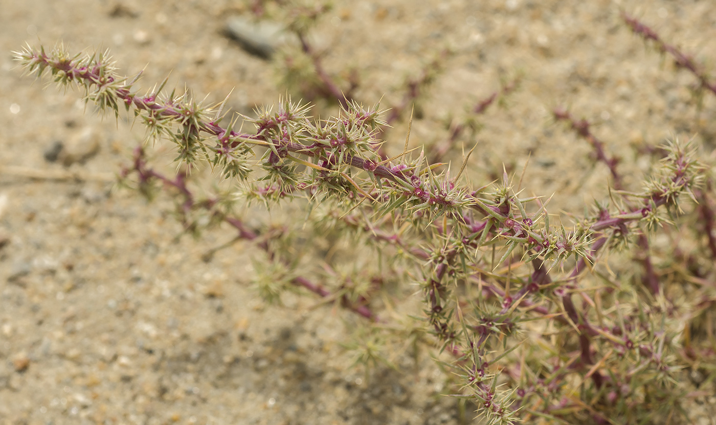 Изображение особи Salsola paulsenii.