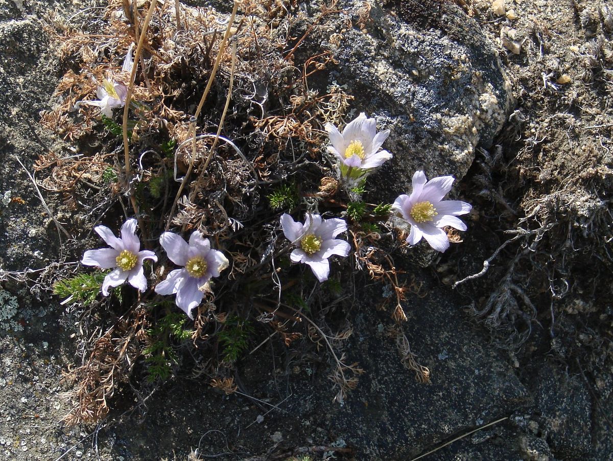 Изображение особи Pulsatilla tenuiloba.