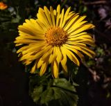 Doronicum altaicum