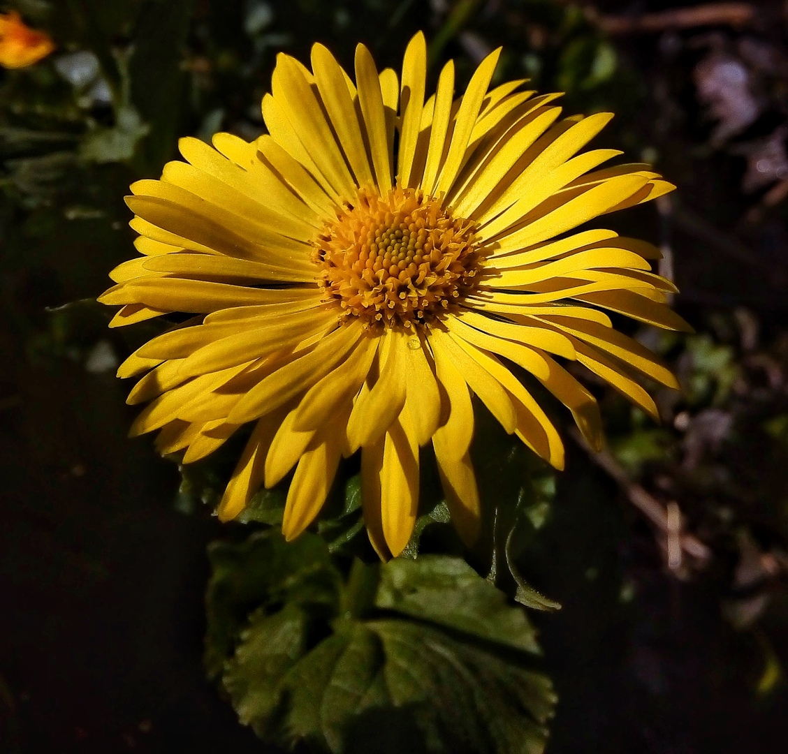 Image of Doronicum altaicum specimen.