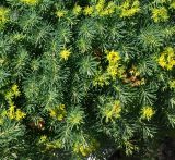 Euphorbia cyparissias. Верхушки побегов с формирующимися и отцветшими соцветиями. Казахстан, Восточно-Казахстанская обл., г. Усть-Каменогорск, сквер возле здания, в культуре. 05.06.2017.