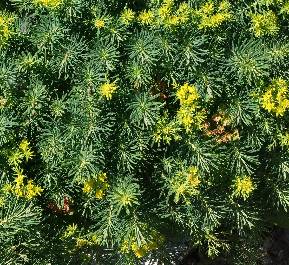 Изображение особи Euphorbia cyparissias.