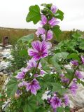 Malva mauritiana