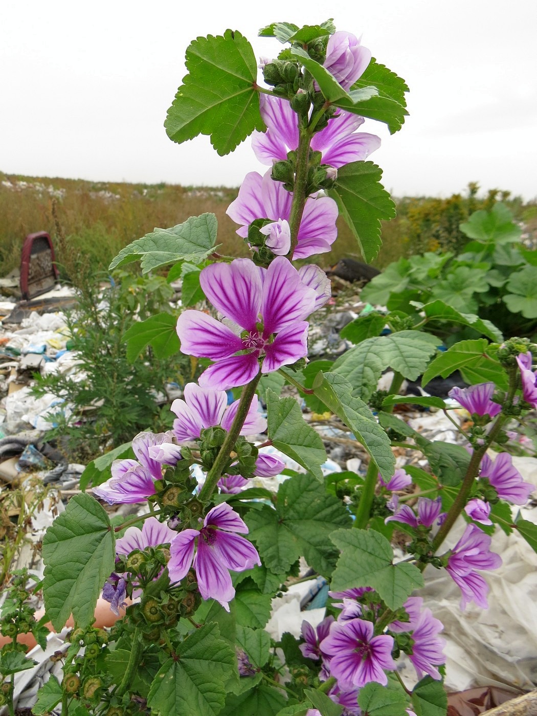 Image of Malva mauritiana specimen.