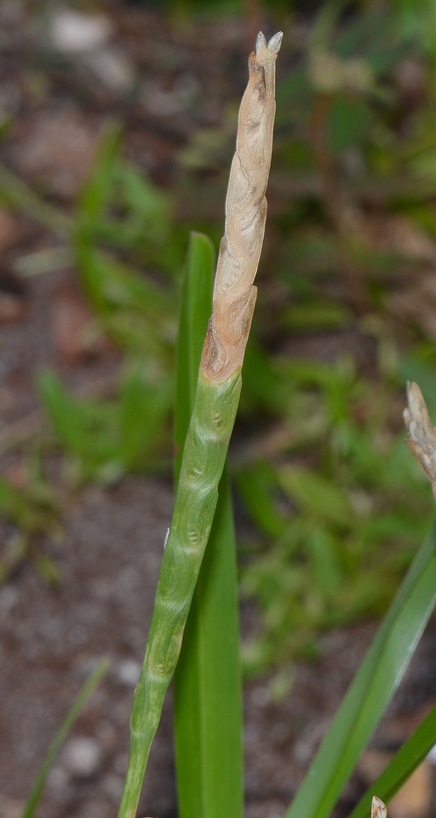 Image of Stenotaphrum dimidiatum specimen.