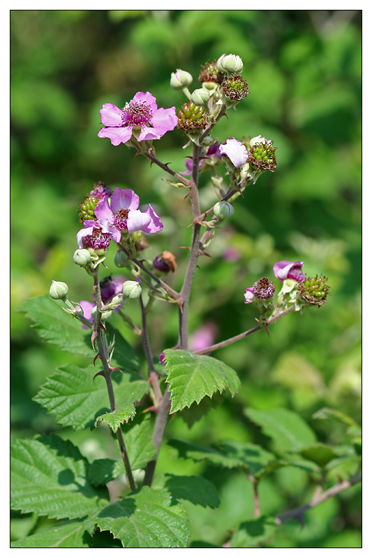 Изображение особи Rubus sanctus.