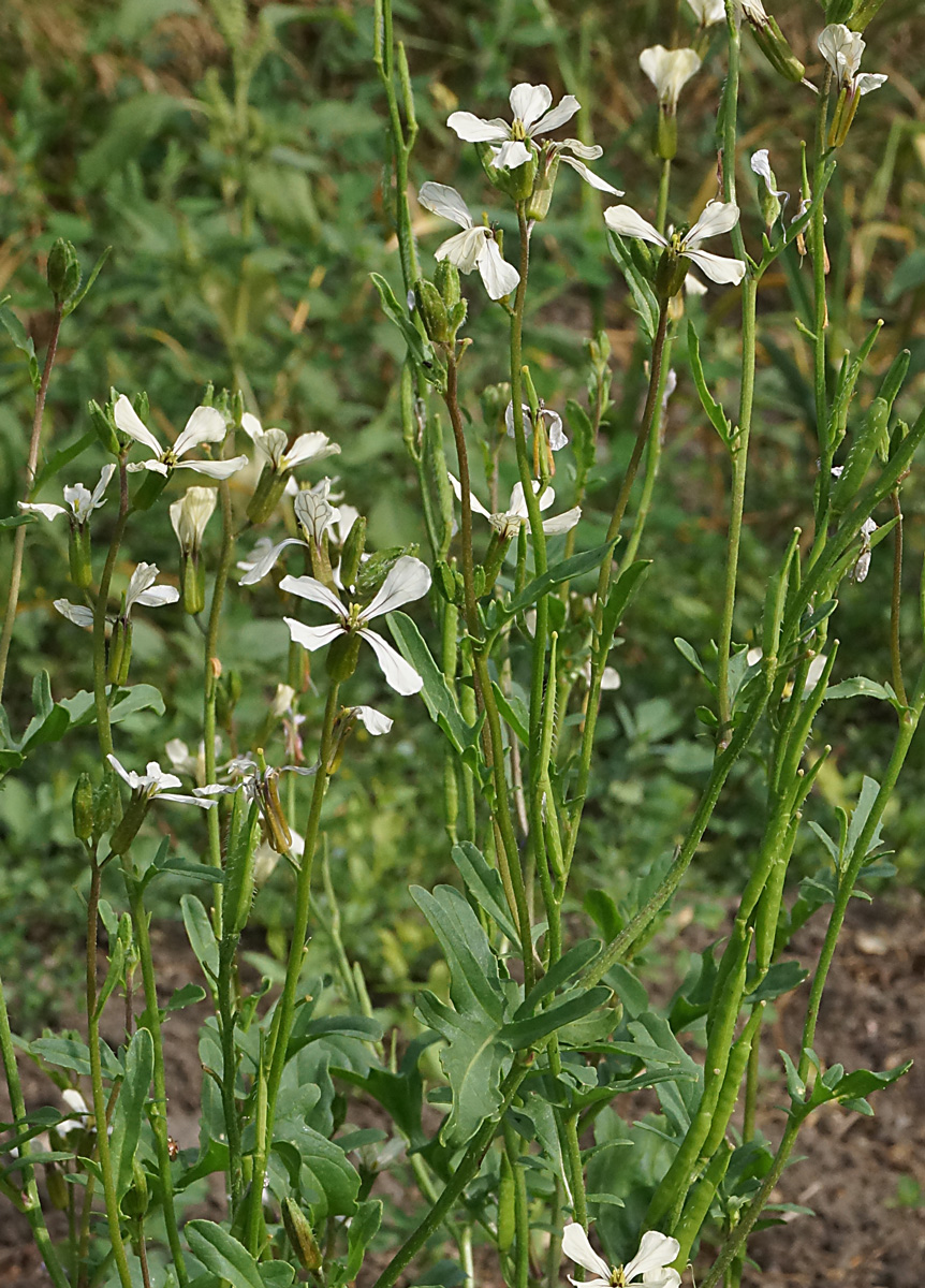 Изображение особи Eruca sativa.