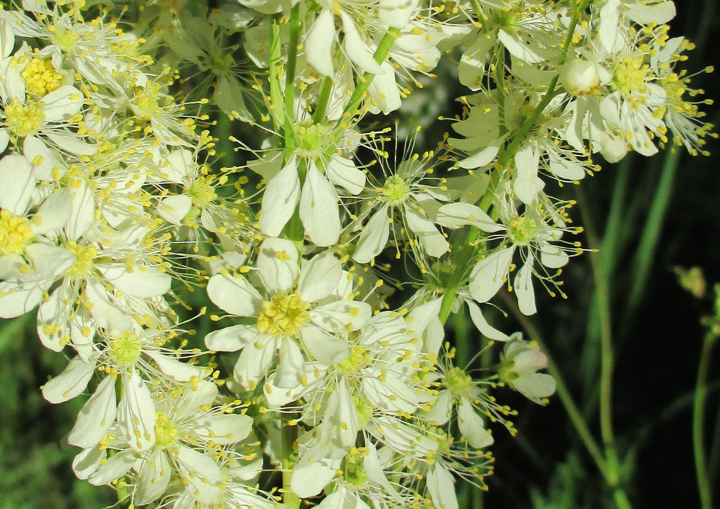 Image of Filipendula vulgaris specimen.