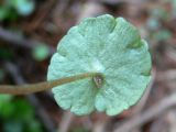 Chrysosplenium alternifolium. Прикорневой лист (нижняя сторона). Свердловская обл., окр. г. Североуральск, р-н скал Три Брата, берег р. Вагран, скальные обнажения. 14.06.2018.