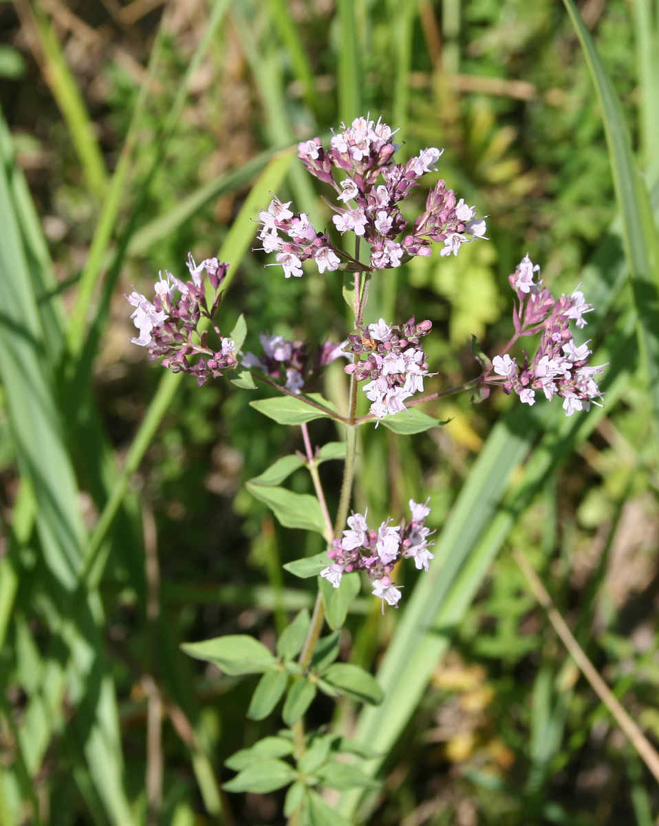 Изображение особи Origanum vulgare.