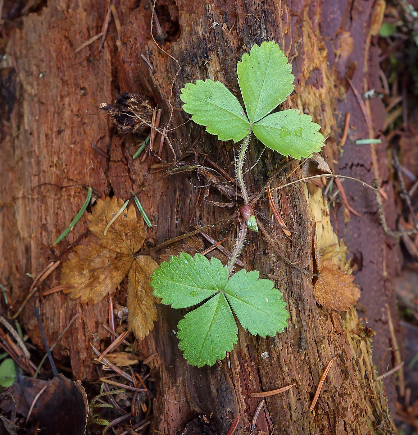 Изображение особи Fragaria vesca.