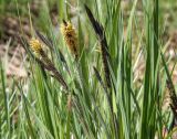 Carex acuta