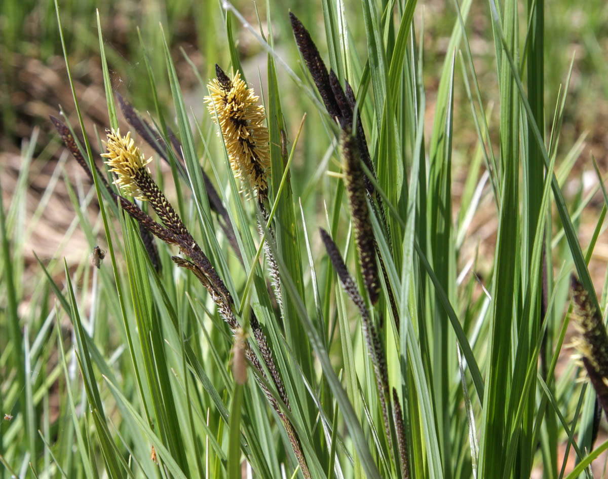 Изображение особи Carex acuta.